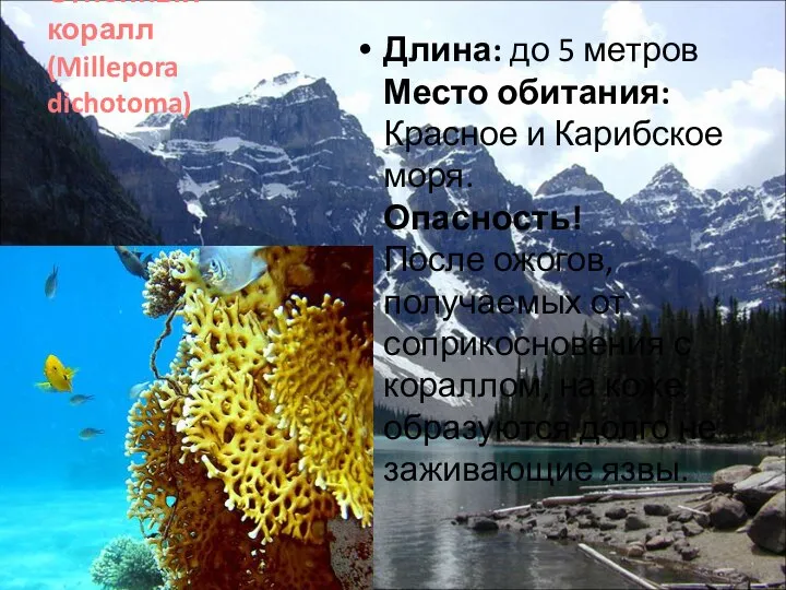 Огненный коралл (Millepora dichotoma) Длина: до 5 метров Место обитания: Красное