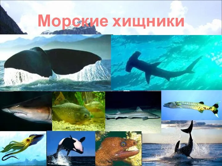 Морские хищники