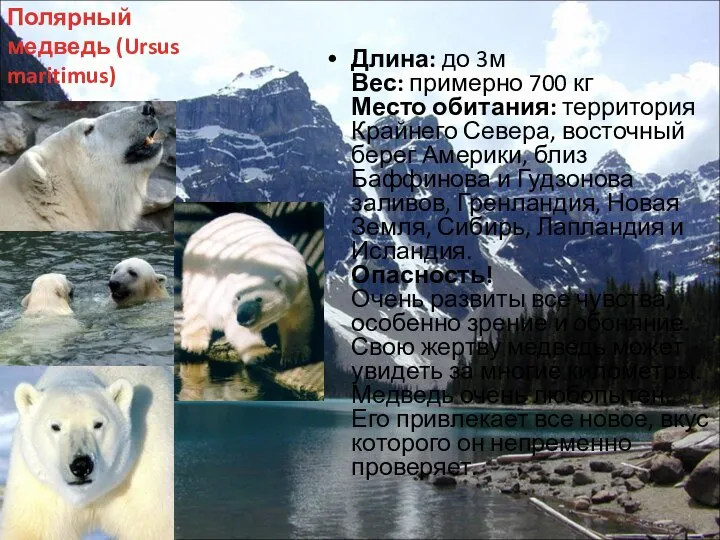 Полярный медведь (Ursus maritimus) Длина: до 3м Вес: примерно 700 кг