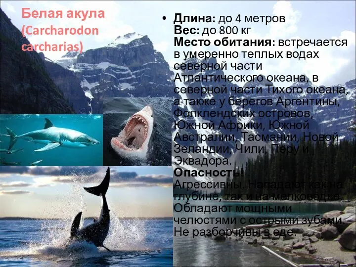 Белая акула (Carcharodon carcharias) Длина: до 4 метров Вес: до 800