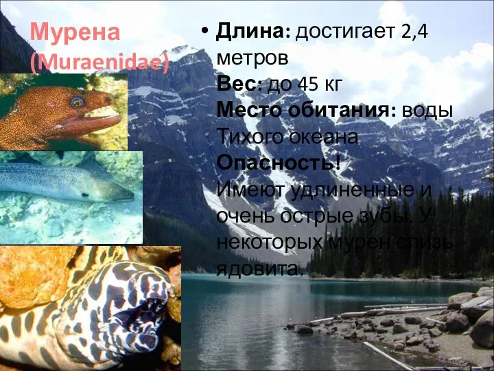 Мурена (Muraenidae) Длина: достигает 2,4 метров Вес: до 45 кг Место