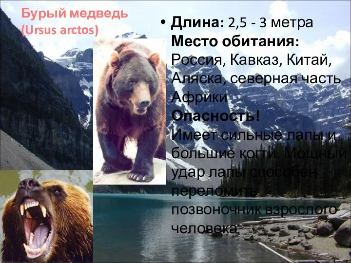 Бурый медведь (Ursus arctos) Длина: 2,5 - 3 метра Место обитания: