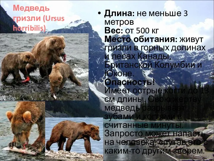 Медведь гризли (Ursus horribilis) Длина: не меньше 3 метров Вес: от