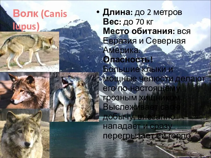 Волк (Canis lupus) Длина: до 2 метров Вес: до 70 кг