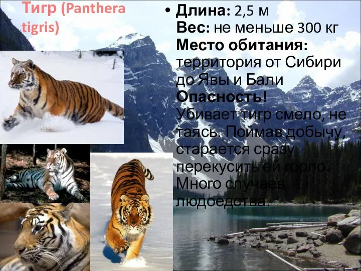 Тигр (Panthera tigris) Длина: 2,5 м Вес: не меньше 300 кг