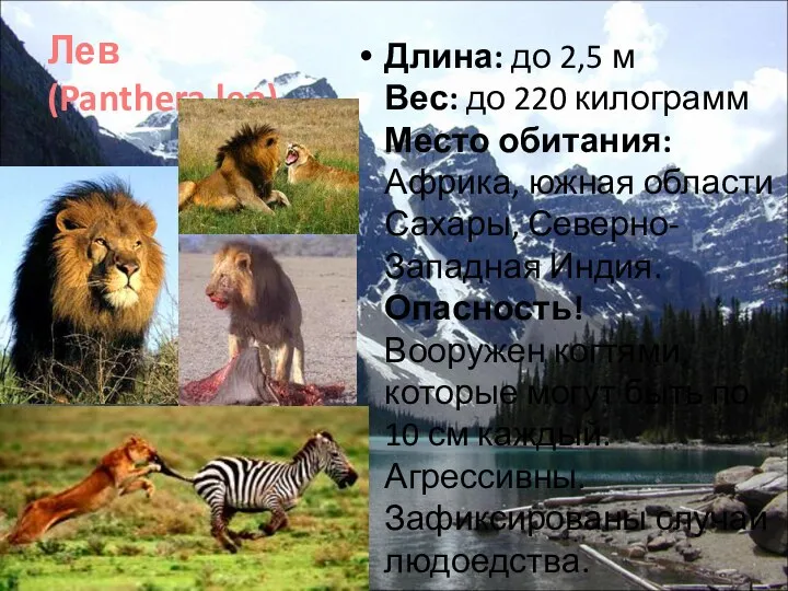 Лев (Panthera leo) Длина: до 2,5 м Вес: до 220 килограмм