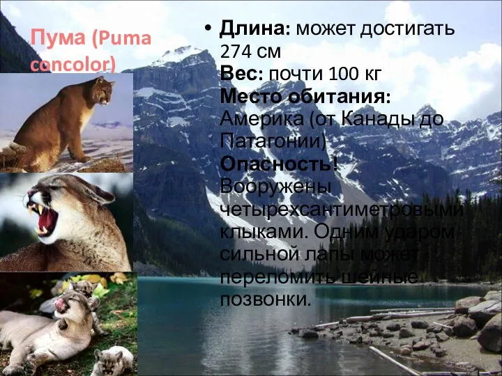 Пума (Puma concolor) Длина: может достигать 274 см Вес: почти 100