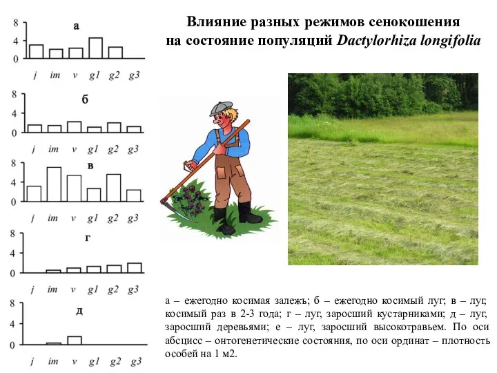 Влияние разных режимов сенокошения на состояние популяций Dactylorhiza longifolia а –