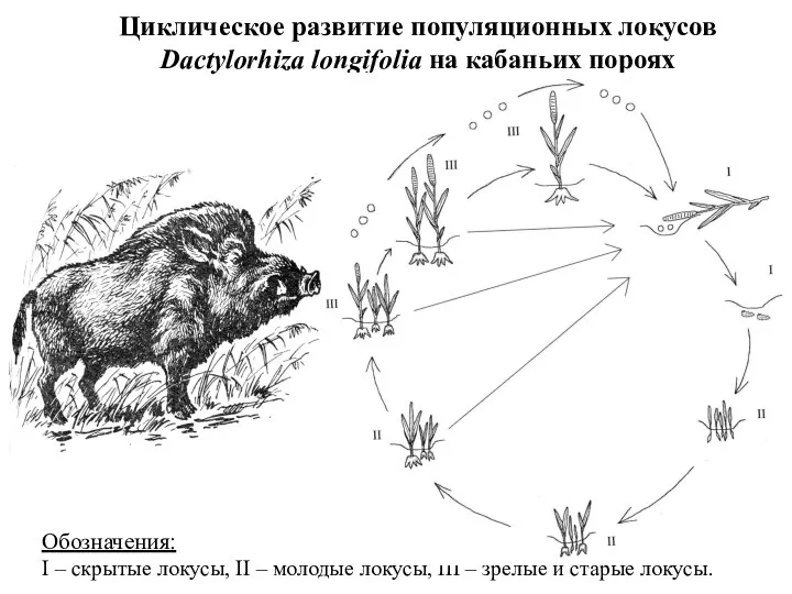 Циклическое развитие популяционных локусов Dactylorhiza longifolia на кабаньих пороях Обозначения: I