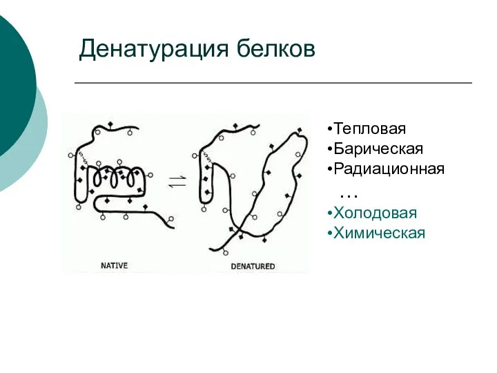 Денатурация белков Тепловая Барическая Радиационная … Холодовая Химическая