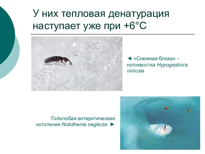 У них тепловая денатурация наступает уже при +6°С ◄ «Снежная блоха»