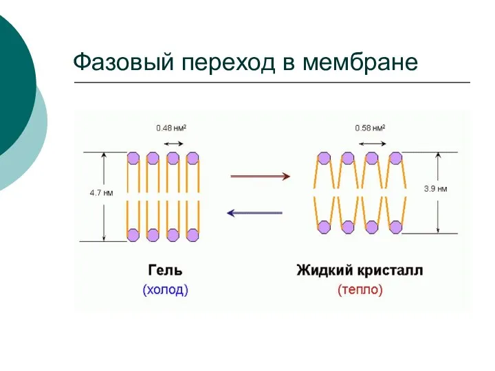 Фазовый переход в мембране