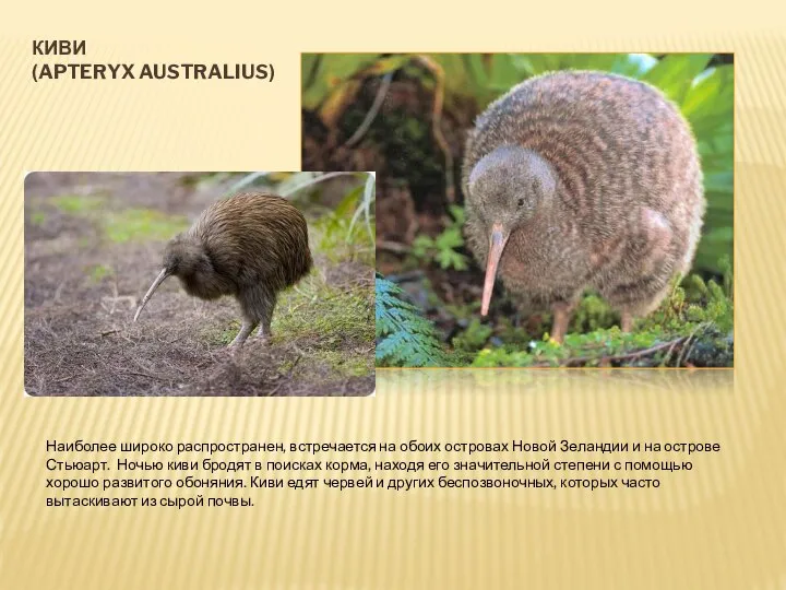 КИВИ (APTERYX AUSTRALIUS) Наиболее широко распространен, встречается на обоих островах Новой