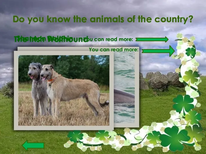 Do you know the animals of the country? Shannon Dolphin The Irish Wolfhound