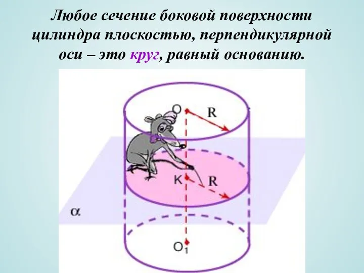 Любое сечение боковой поверхности цилиндра плоскостью, перпендикулярной оси – это круг, равный основанию.