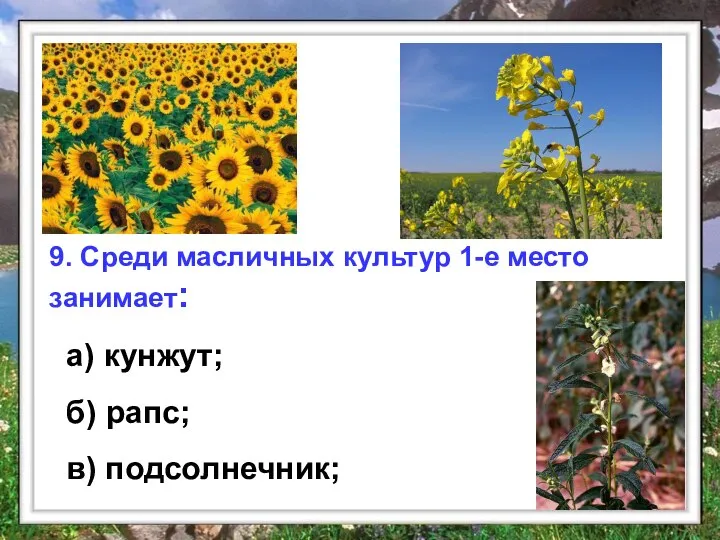 9. Среди масличных культур 1-е место занимает: 9. Среди масличных культур