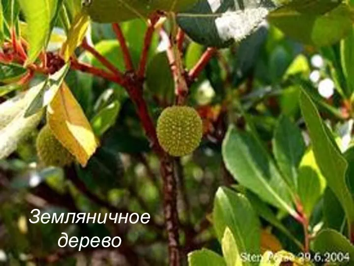 Земляничное дерево