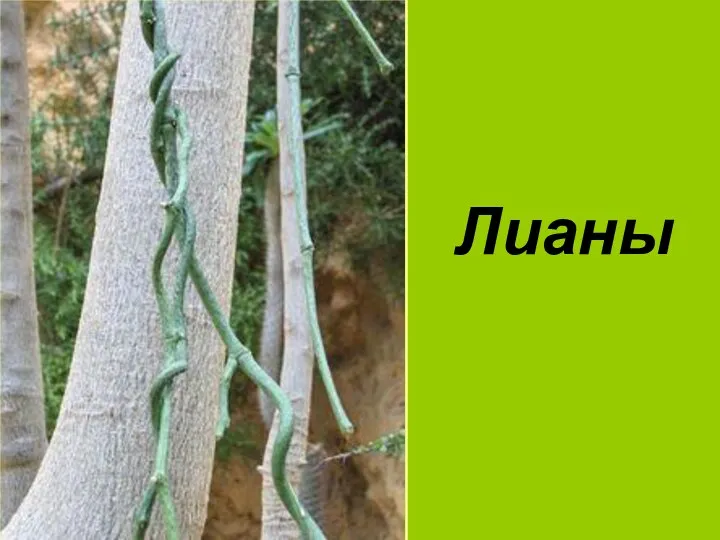 Лианы