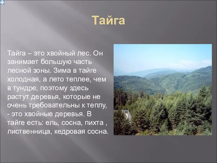 Тайга Тайга – это хвойный лес. Он занимает большую часть лесной