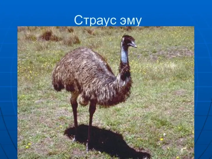 Страус эму