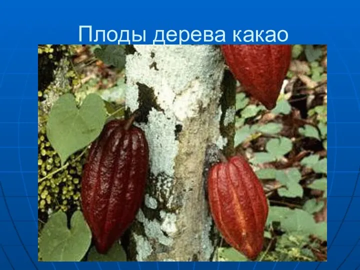 Плоды дерева какао