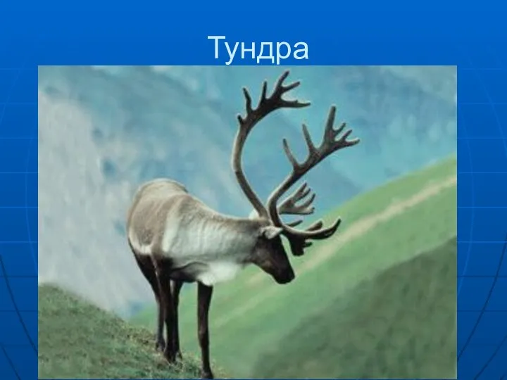 Тундра