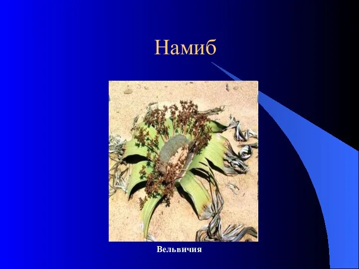 Намиб Вельвичия