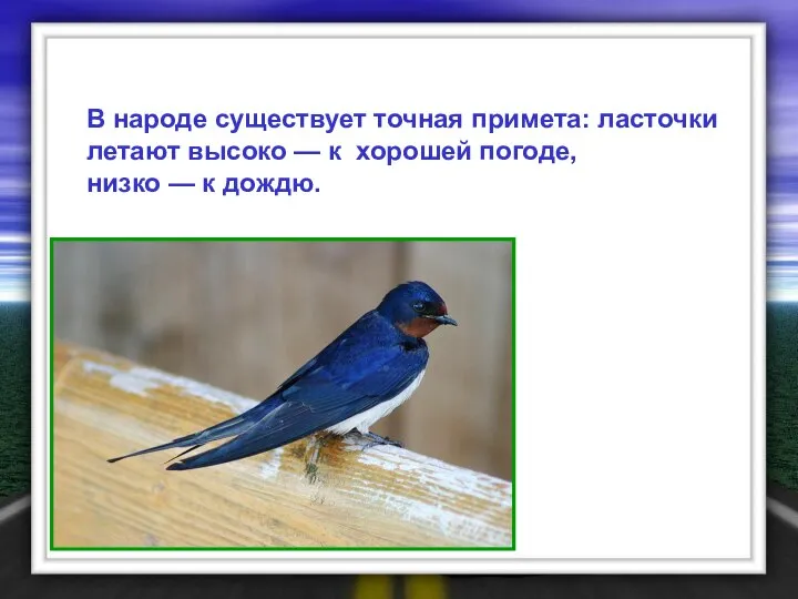 В народе существует точная примета: ласточки летают высоко — к хорошей погоде, низко — к дождю.