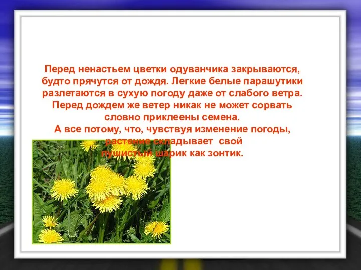 Перед ненастьем цветки одуванчика закрываются, будто прячутся от дождя. Легкие белые