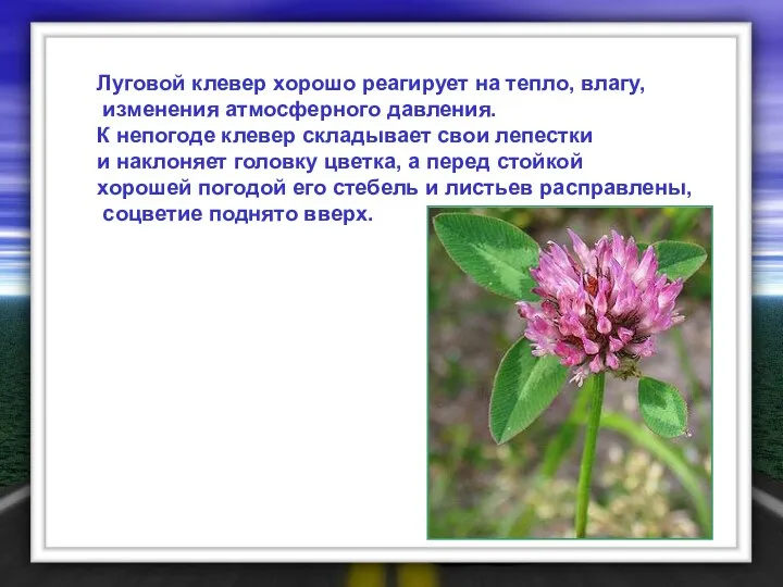 Луговой клевер хорошо реагирует на тепло, влагу, изменения атмосферного давления. К