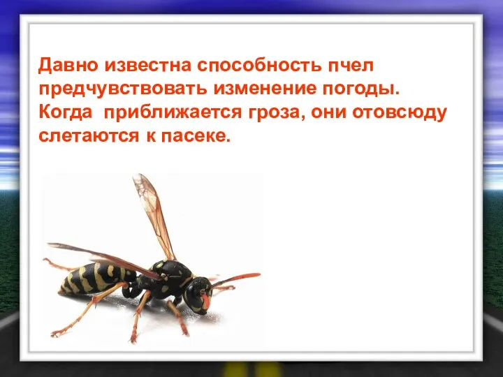 Давно известна способность пчел предчувствовать изменение погоды. Когда приближается гроза, они отовсюду слетаются к пасеке.