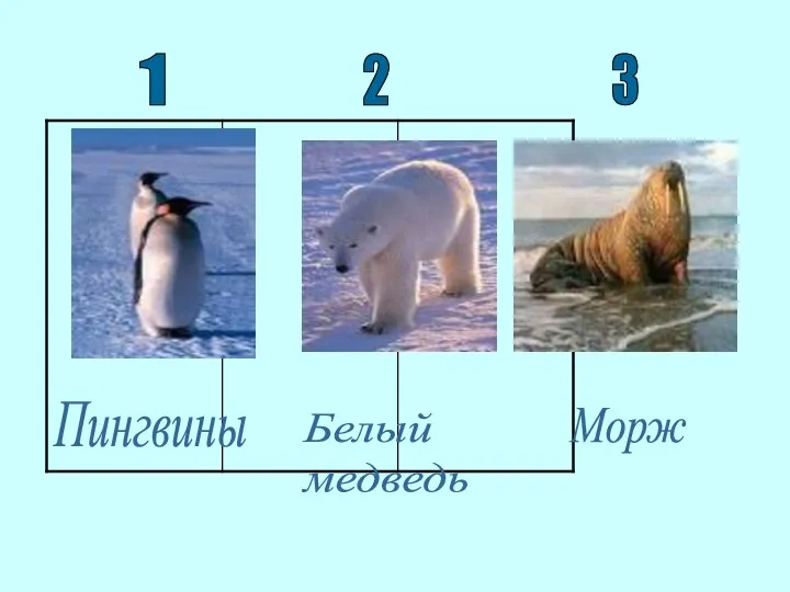 2 Пингвины Белый медведь Морж