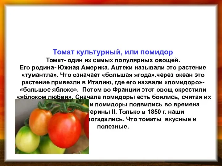 Томат культурный, или помидор Томат- один из самых популярных овощей. Его