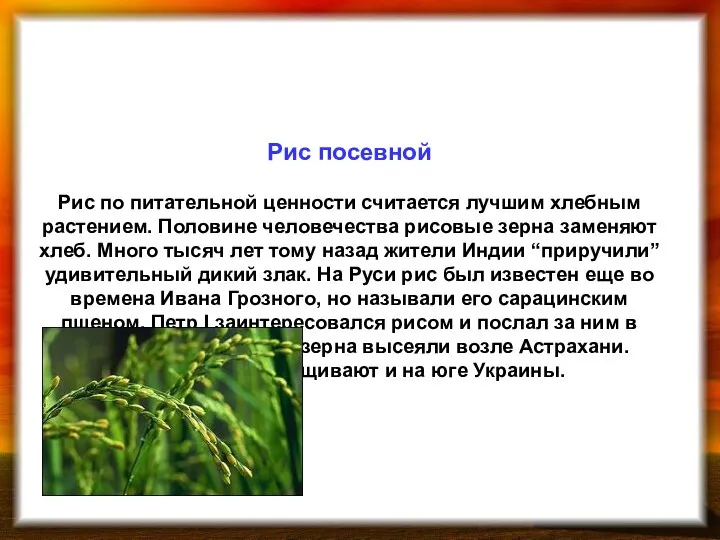 Рис посевной Рис по питательной ценности считается лучшим хлебным растением. Половине