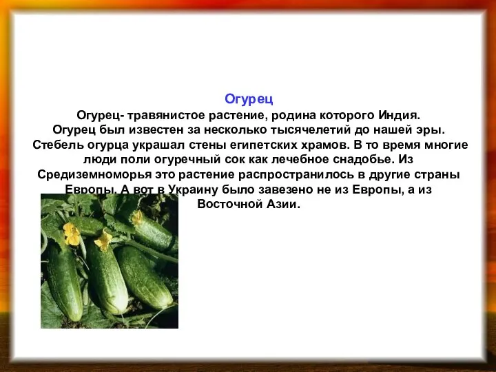 Огурец Огурец- травянистое растение, родина которого Индия. Огурец был известен за