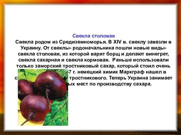 Свекла столовая Свекла родом из Средиземноморья. В XΙV в. свеклу завезли