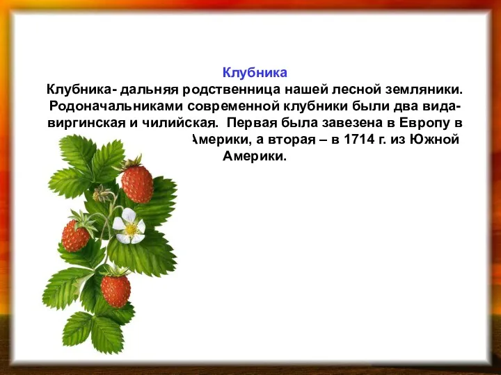 Клубника Клубника- дальняя родственница нашей лесной земляники. Родоначальниками современной клубники были