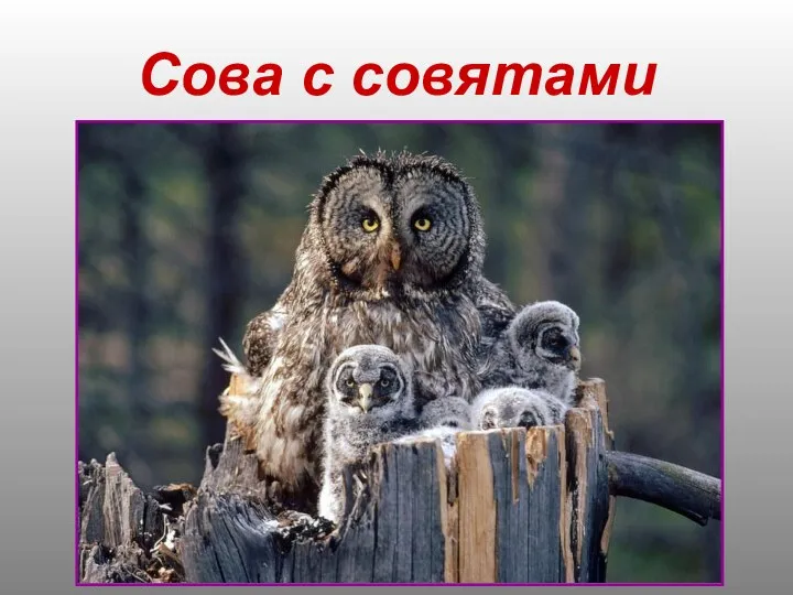 Сова с совятами