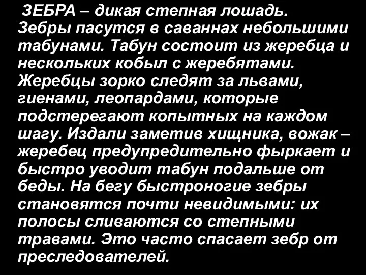 ЗЕБРА – дикая степная лошадь. Зебры пасутся в саваннах небольшими табунами.