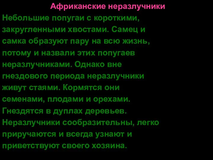 Африканские неразлучники Небольшие попугаи с короткими, закругленными хвостами. Самец и самка