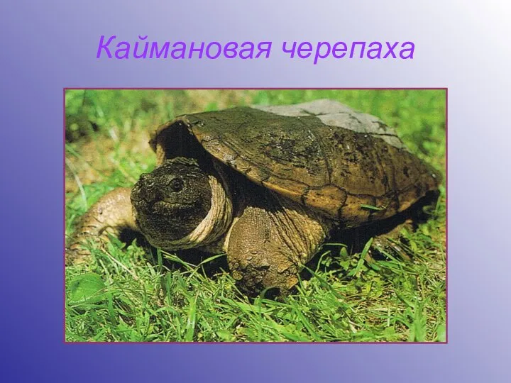 Каймановая черепаха