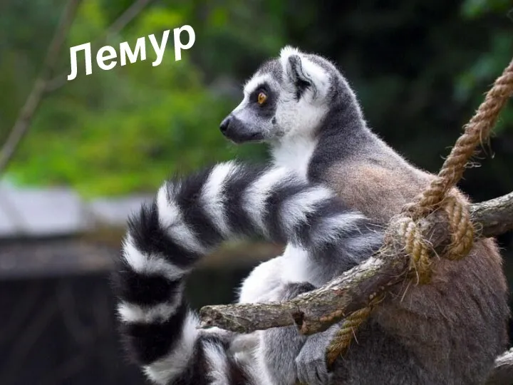 Лемур