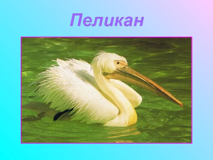 Пеликан