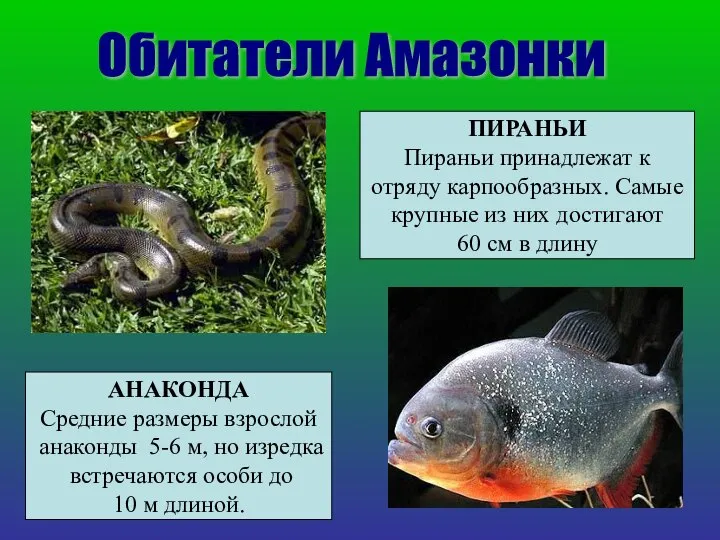 Обитатели Амазонки АНАКОНДА Средние размеры взрослой анаконды 5-6 м, но изредка