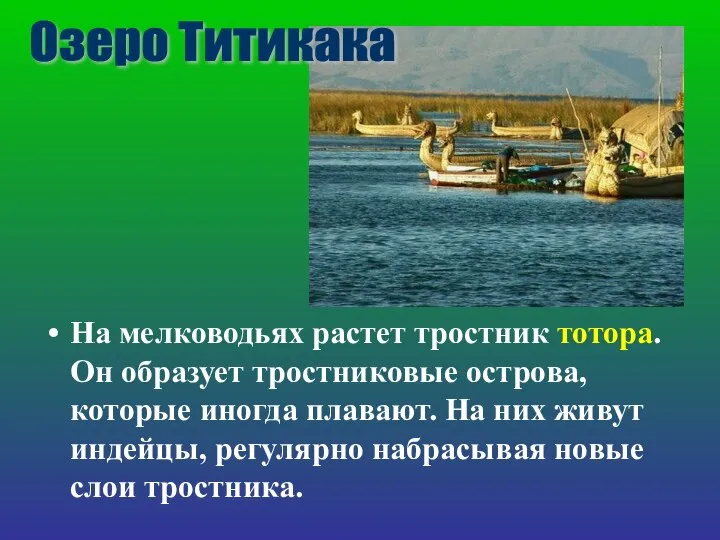 На мелководьях растет тростник тотора. Он образует тростниковые острова, которые иногда