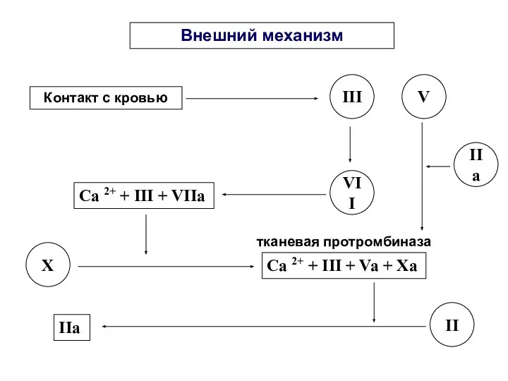 Внешний механизм Контакт с кровью III Ca 2+ + III +