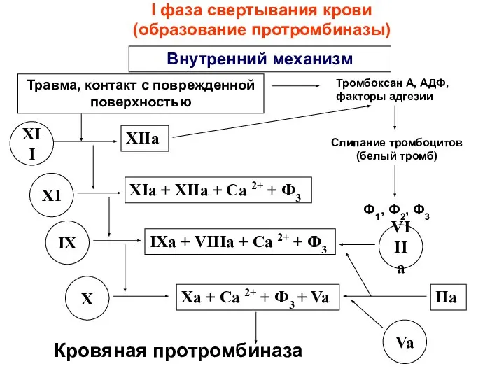 I фаза свертывания крови (образование протромбиназы) Внутренний механизм Травма, контакт с