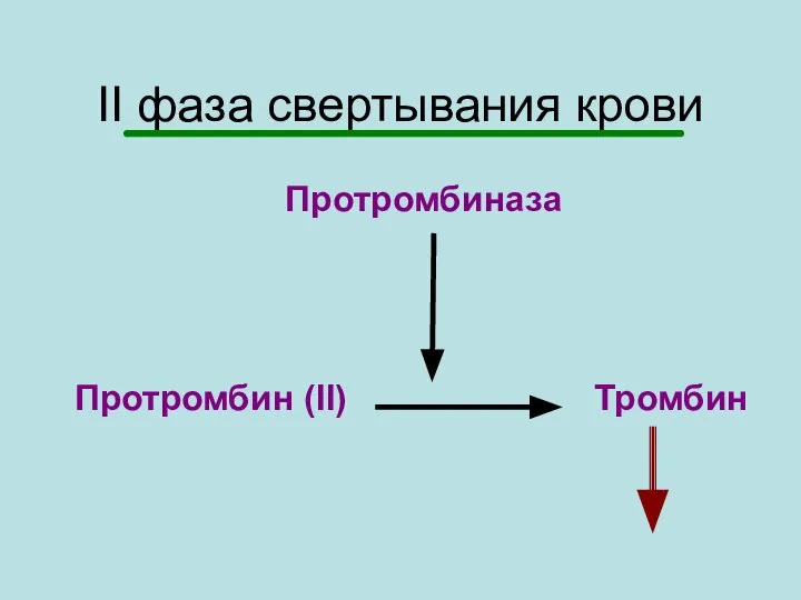 Протромбиназа Протромбин (II) Тромбин II фаза свертывания крови