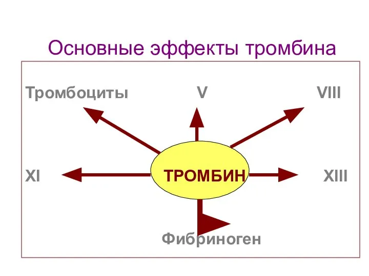 Основные эффекты тромбина Тромбоциты V VIII XI ТРОМБИН XIII Фибриноген