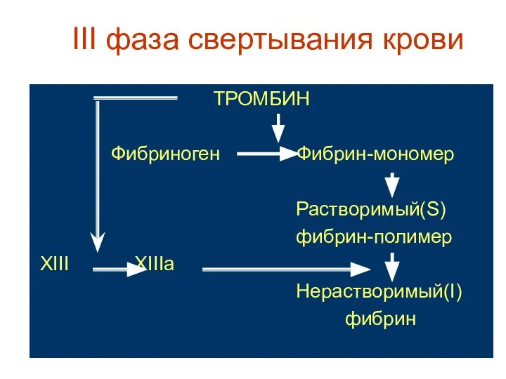 III фаза свертывания крови ТРОМБИН Фибриноген Фибрин-мономер Растворимый(S) фибрин-полимер XIII XIIIa Нерастворимый(I) фибрин